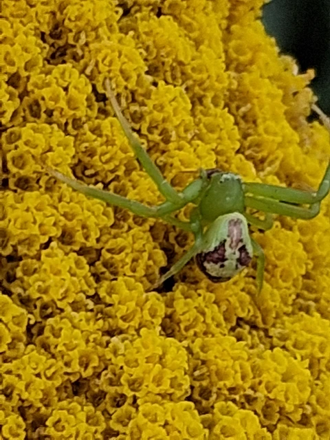Ebrechtella tricuspidata - alakoskodó karolópók