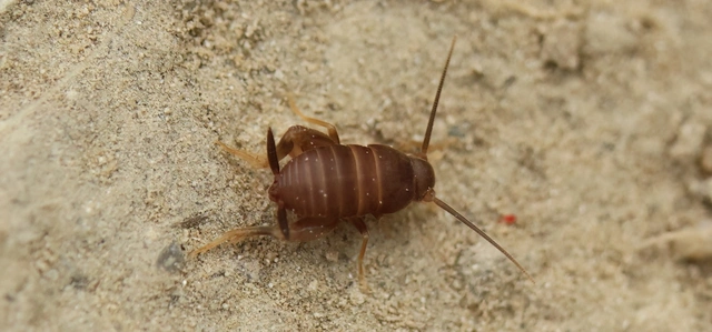 Myrmecophilus nonveilleri - Nonveiller-hangyásztücsök