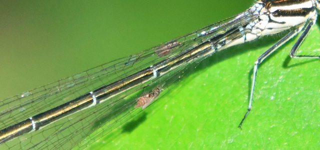 Diptera - Kétszárnyúak