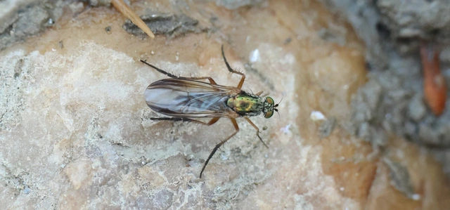 Diptera - Kétszárnyúak