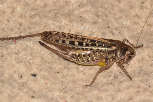 Decticus verrucivorus - szemölcsevő szöcske