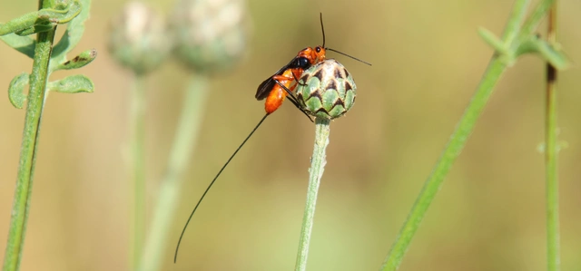 Hymenoptera - Hártyásszárnyúak