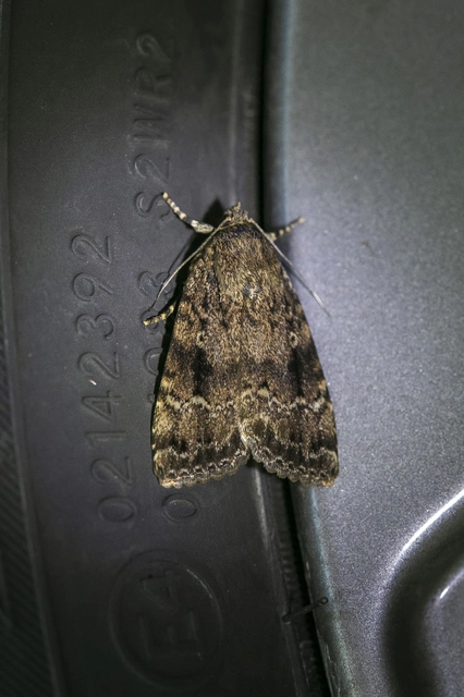 Amphipyra berbera/pyramidea