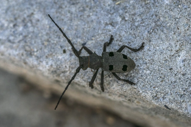 Morimus asper funereus - gyászcincér