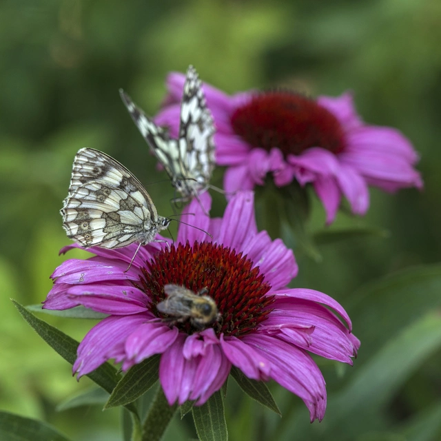 Melanargia galathea - sakktáblalepke
