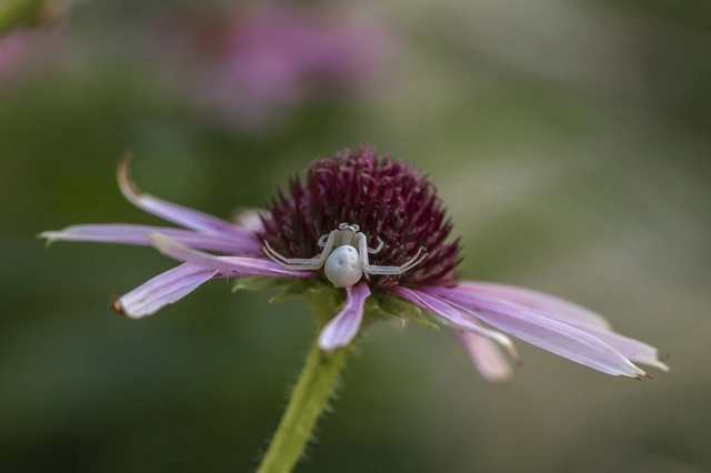 Misumena vatia - viráglakó karolópók