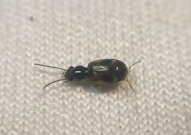 Bembidion articulatum - öves gyorsfutó