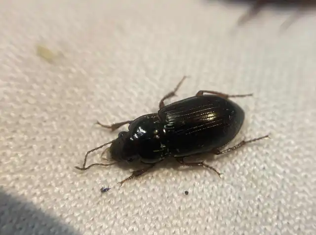 Amara apricaria - rozsdás közfutó Amara apricaria - rozsdás közfutó