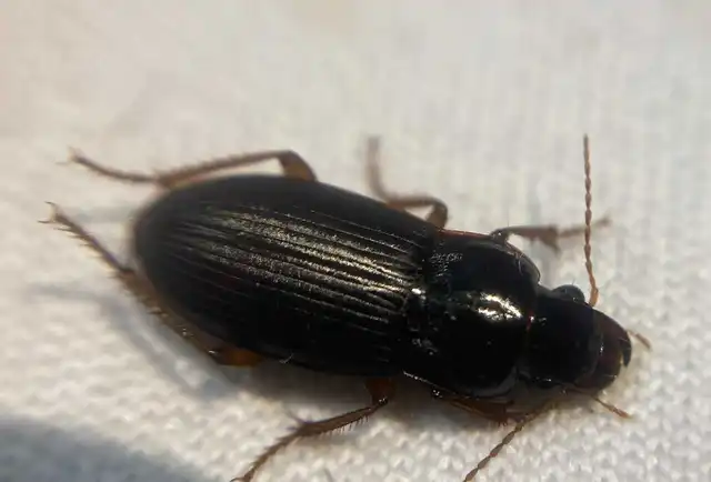 Harpalus smaragdinus - smaragd-lomhafutó