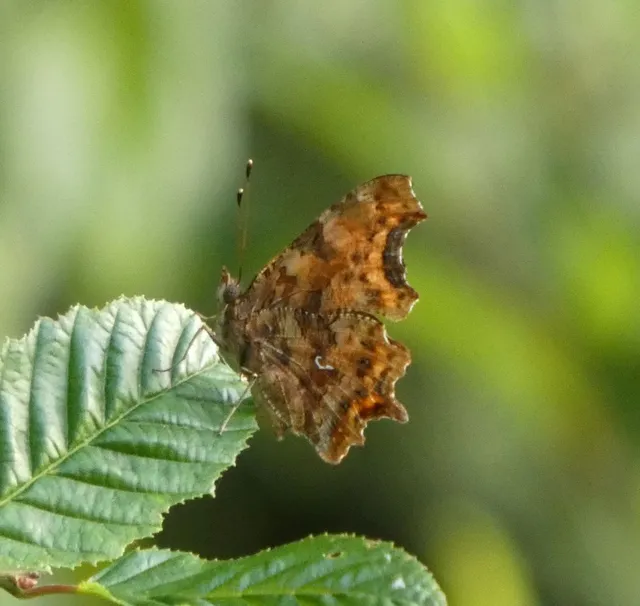 Nymphalis c-album - C-betűs lepke