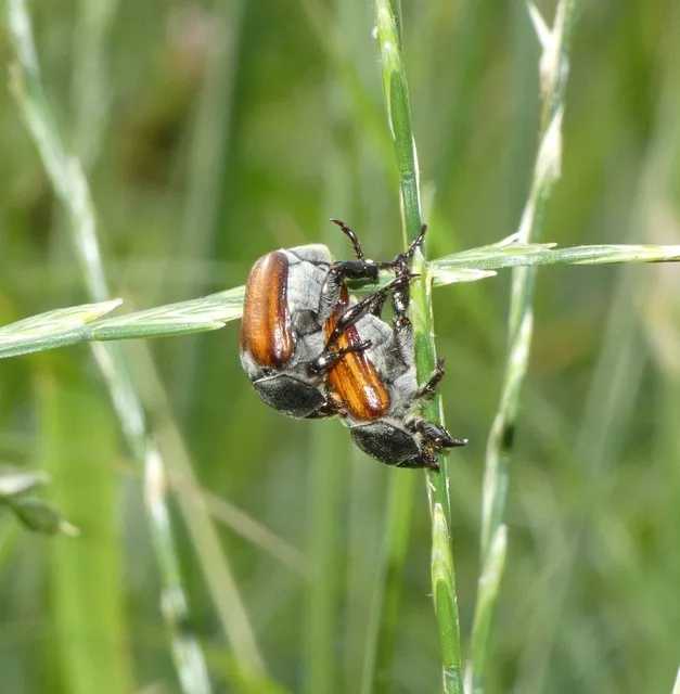 Anisoplia tempestiva - gabonaszipoly