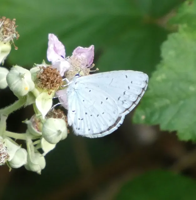 Celastrina argiolus - bengeboglárka