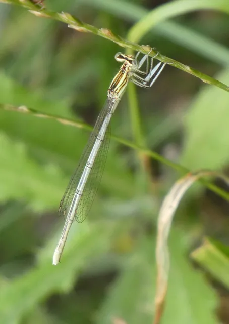 Platycnemis pennipes - széleslábú szitakötő