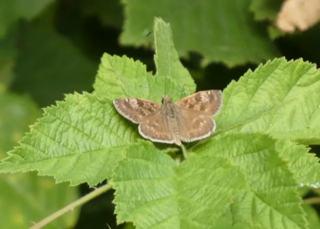 Erynnis tages - cigánylepke