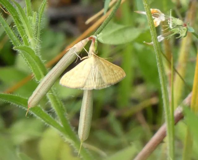 Sitochroa verticalis - világossárga dudvamoly