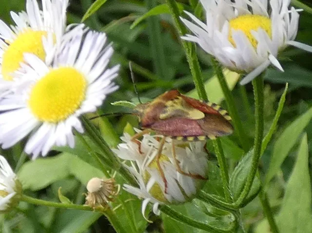 Carpocoris Carpocoris