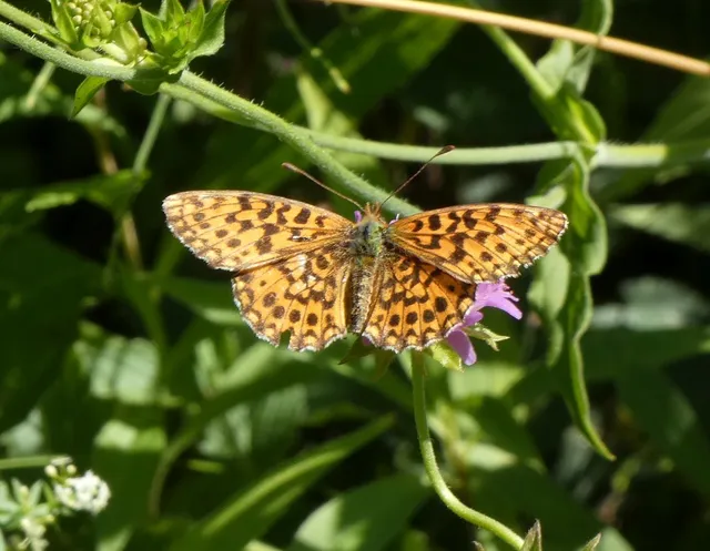 Boloria dia - kis gyöngyházlepke