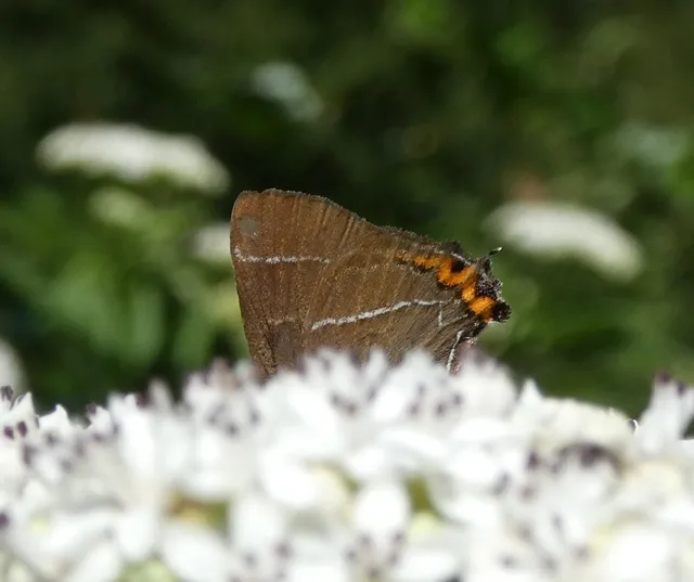 Satyrium w-album - szilfa-csücsköslepke