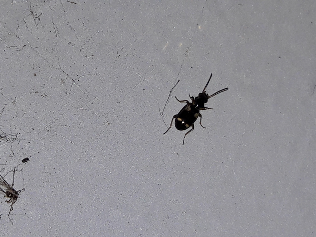 Bembidion quadrimaculatum - négyfoltos gyorsfutó