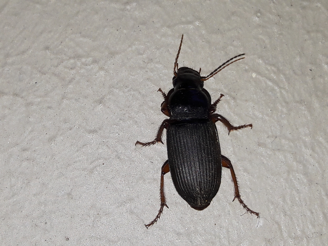 Harpalus rufipes - nagy selymesfutó