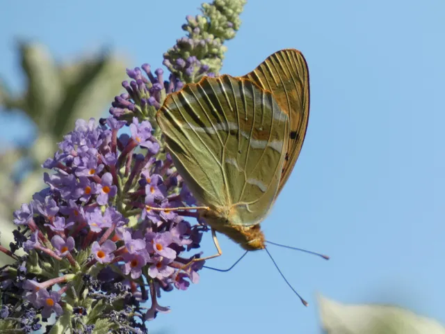Argynnis pandora - zöldes gyöngyházlepke