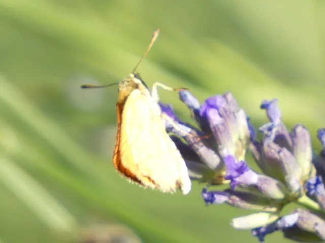 Thymelicus sylvestris - barna busalepke