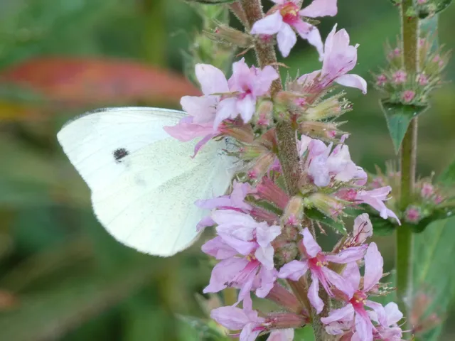 Pieris rapae - répalepke