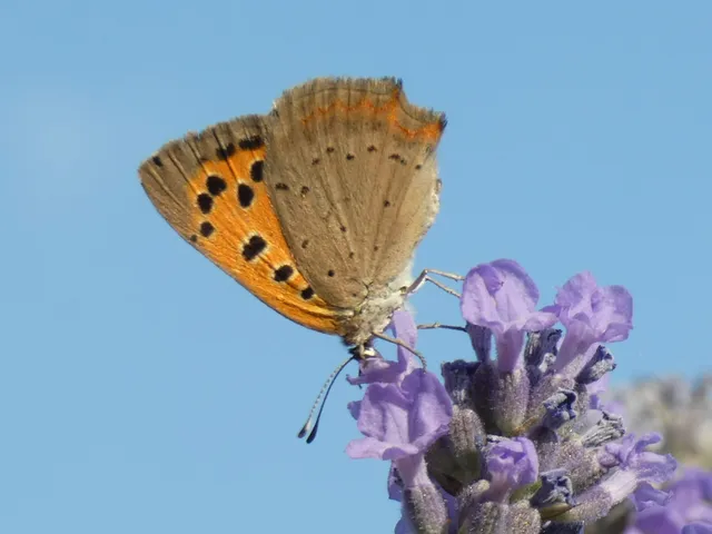 Lycaena phlaeas - közönséges tűzlepke