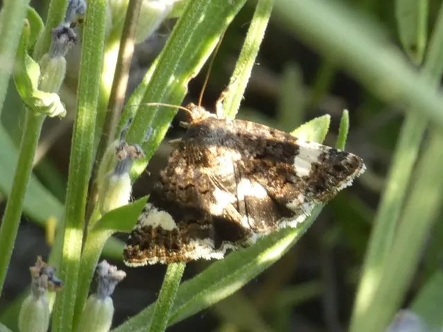 Tyta luctuosa - fekete nappalibagoly