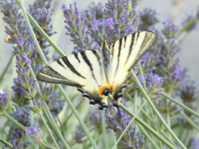 Iphiclides podalirius - kardoslepke