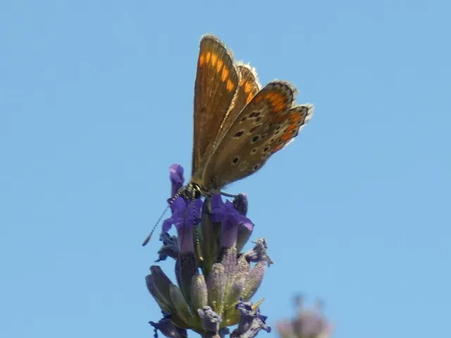 Aricia agestis - szerecsenboglárka