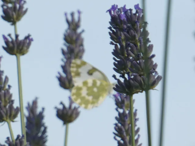 Pontia edusa - rezedalepke
