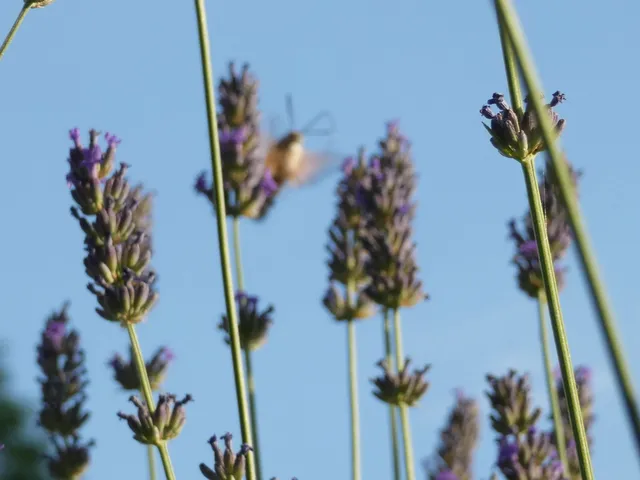 Macroglossum stellatarum - kacsafarkú szender