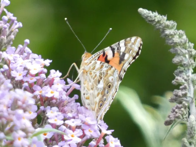 Vanessa cardui - bogáncslepke