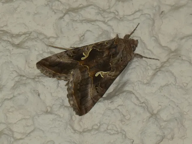 Autographa gamma - gammalepke