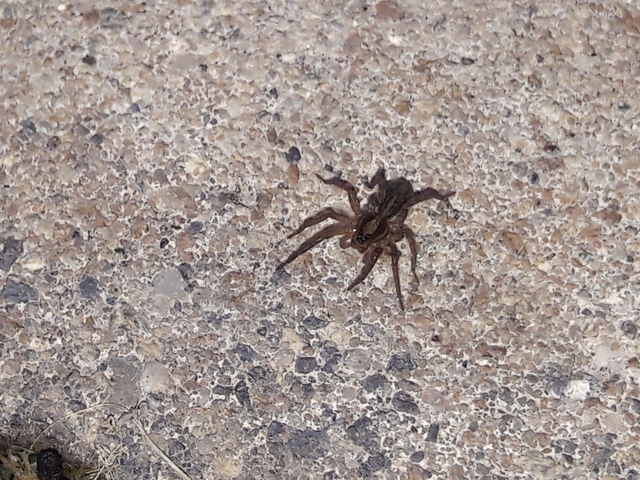 Trochosa