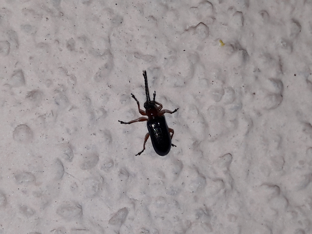 Oulema melanopus/duftschmidi