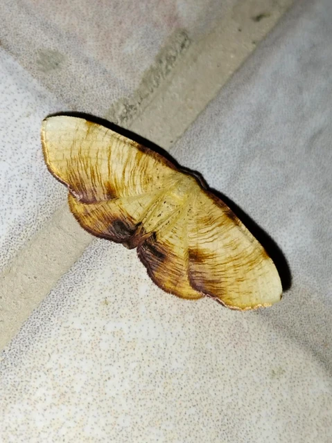 Plagodis dolabraria - baltaszárnyú araszoló