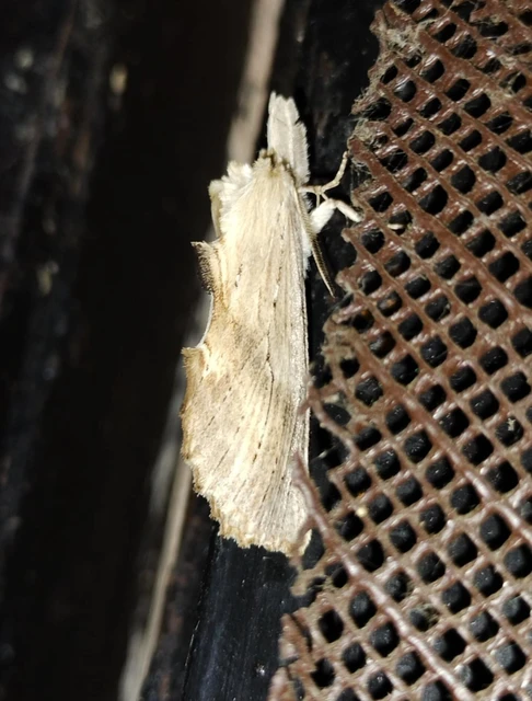 Pterostoma palpina - csőrös púposszövő