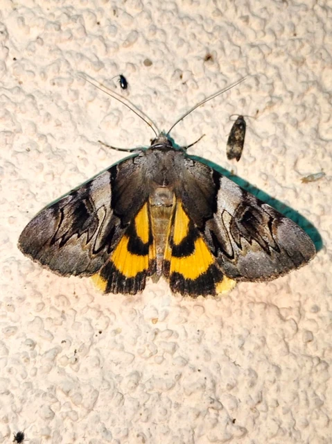 Catocala fulminea - galagonya-övesbagoly