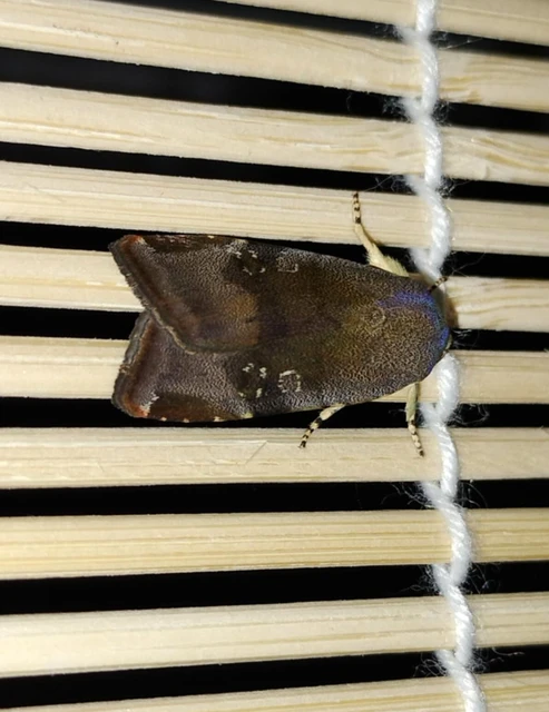 Noctua janthe/janthina