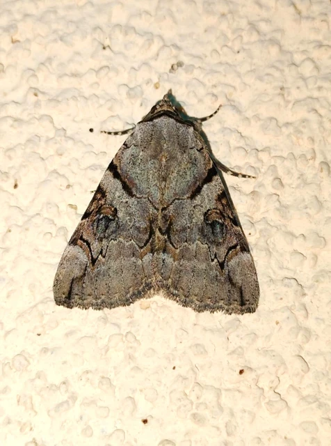 Catocala hymenaea - kökény-övesbagoly