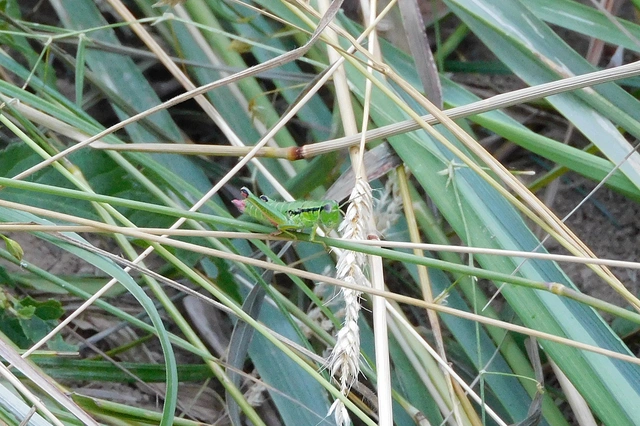 Odontopodisma rubripes - erdélyi hegyisáska