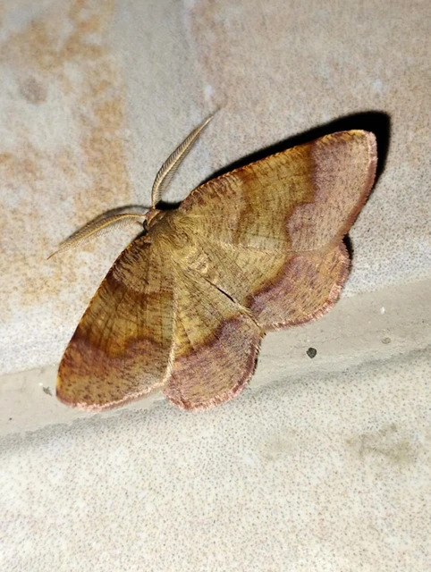 Plagodis pulveraria - szemcsés araszoló