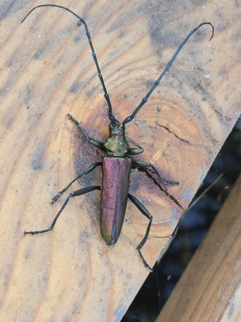 Aromia moschata - pézsmacincér