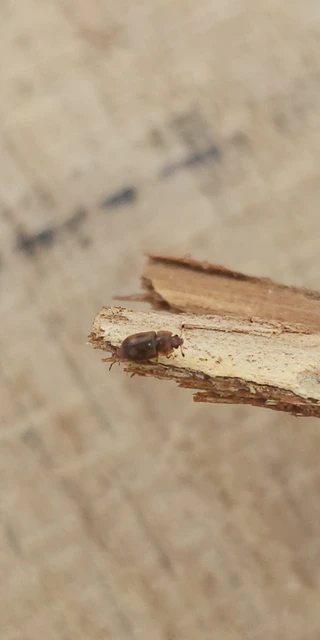 Epuraea Epuraea