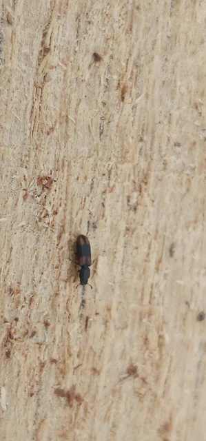Bitoma crenata - szalagos héjbogár