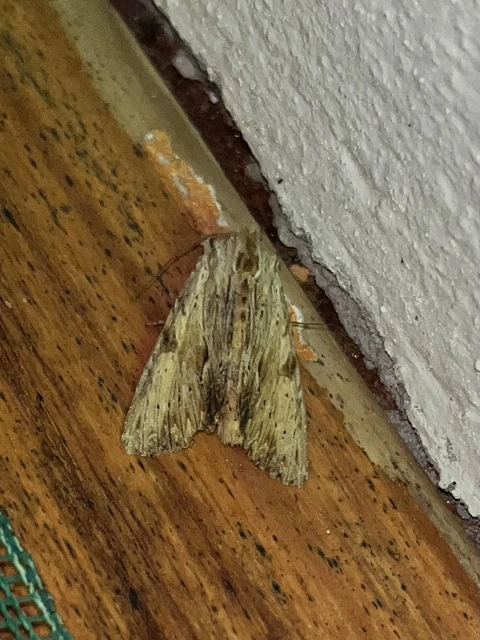 Apamea lithoxylaea - fakó dudvabagoly