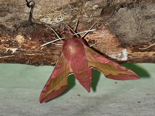 Deilephila porcellus - piros szender