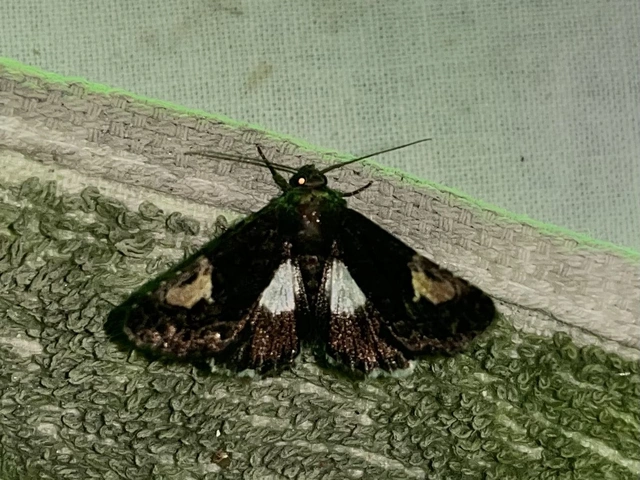 Aedia funesta - folyófűbagoly